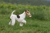 FOX TERRIER 660